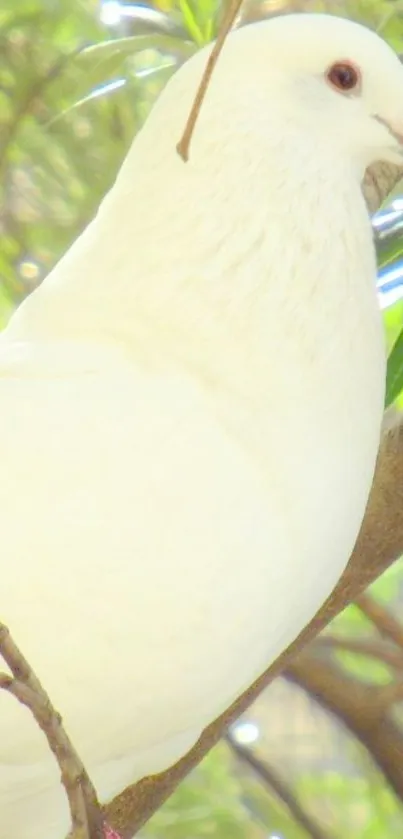 White dove perched on a tree branch in a serene nature setting.