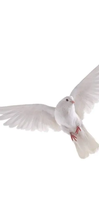 A beautiful white dove flying with minimal background.