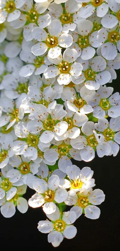 White flowers blossoming against a dark background.