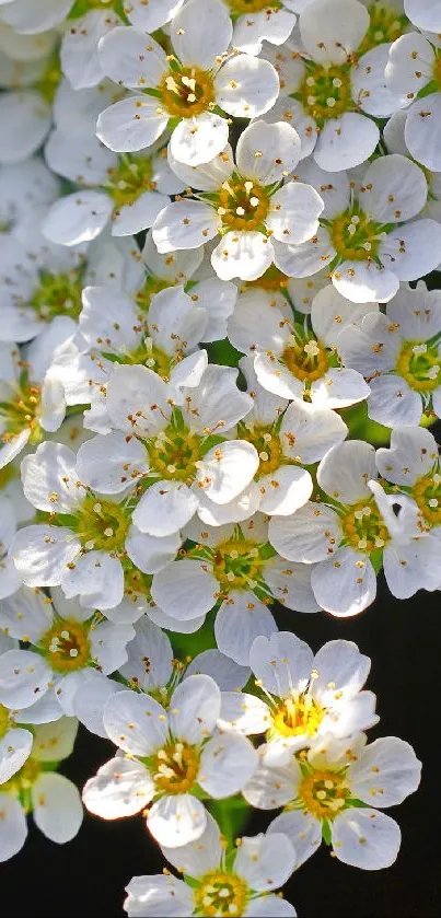 Serene wallpaper with white flowers and green leaves in a minimalist design.