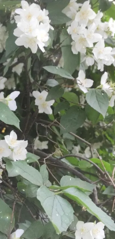 White flowers with green leaves in a serene nature setting.