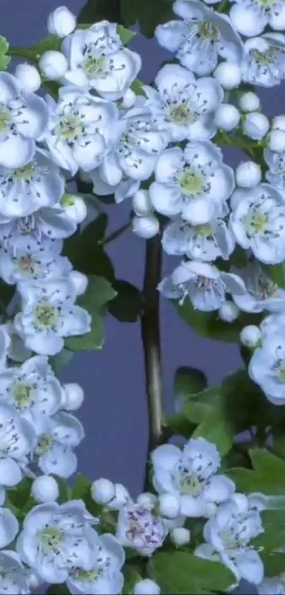 Delicate white flowers with green leaves on a spring-themed wallpaper.