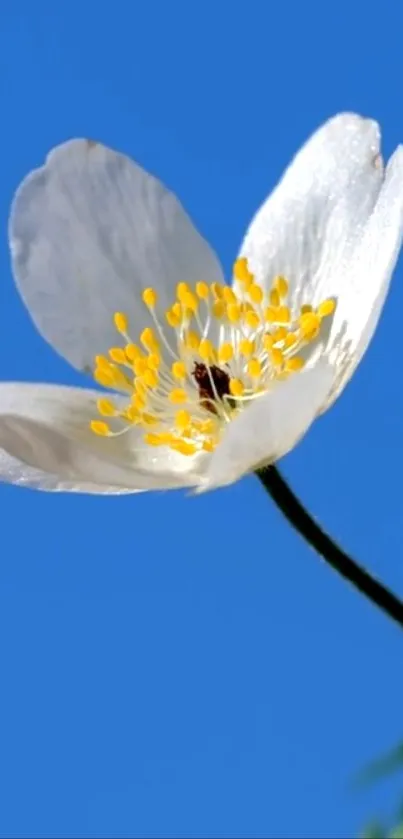 White flower with yellow center against a clear blue sky.