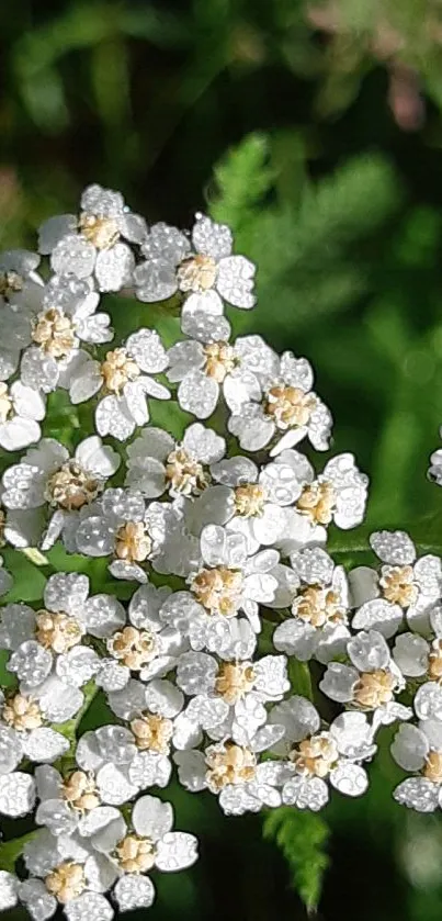 Beautiful cluster of small white flowers set against a lush green background.