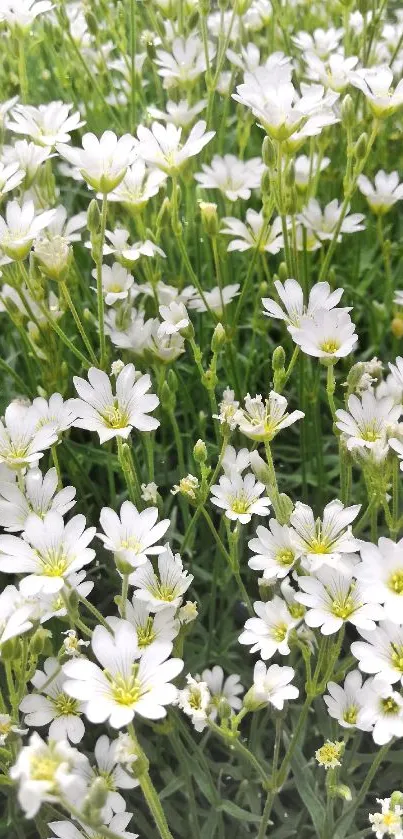 A lush field of delicate white flowers in green foliage, ideal as a mobile wallpaper.