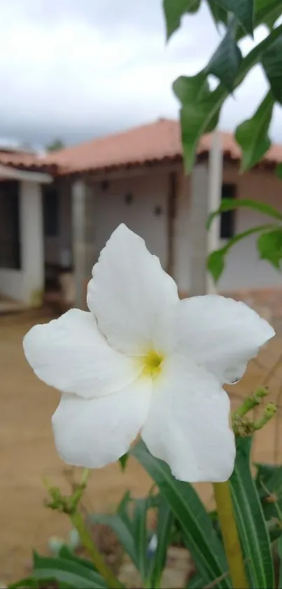 White flower in a serene garden setting, perfect for mobile wallpaper.