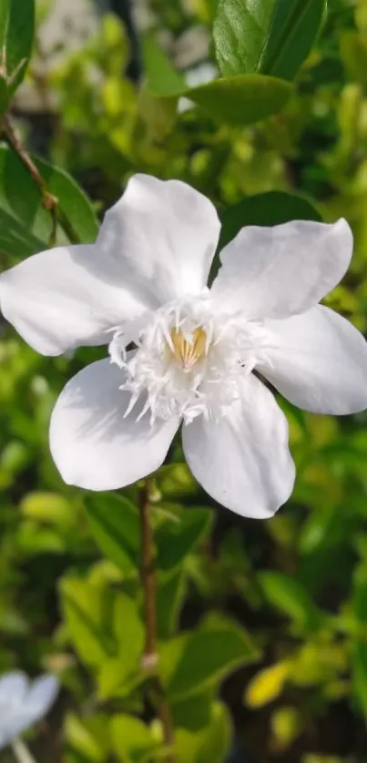 White flower with green leaves in a bright garden setting.