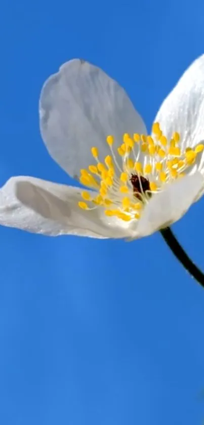 Close-up of white flower with yellow center against sky blue background.