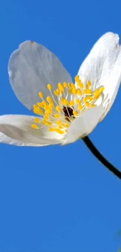 White flower with yellow center against a blue sky background.