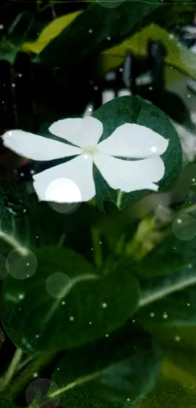 Mobile wallpaper featuring a white flower on lush green leaves.