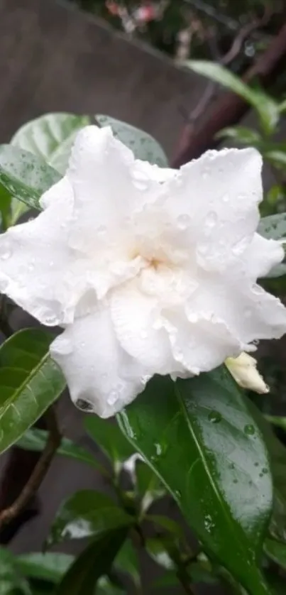 White flower with dewdrops on green leaves wallpaper.