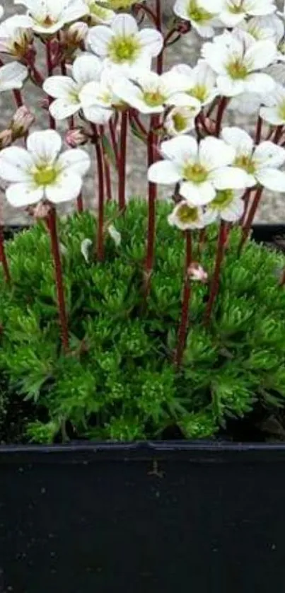 Aesthetic white flowers in a pot with lush green foliage.