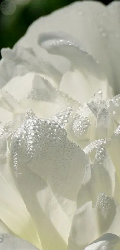 Close-up of a white flower with dew. Elegant nature wallpaper.