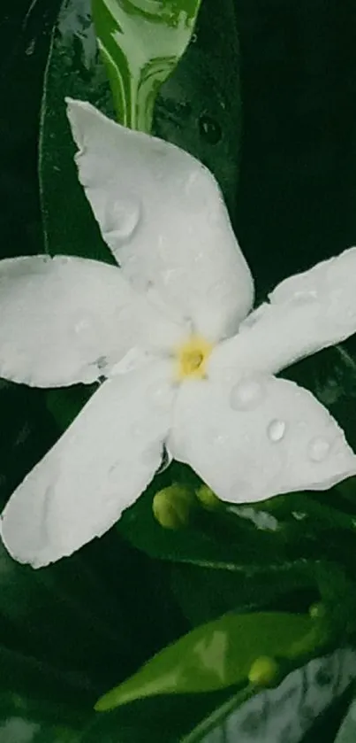 White flower with drops on lush green leaves.