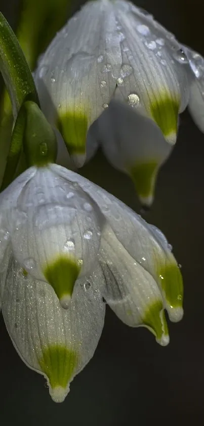 Close-up of white flowers with water droplets on a dark background.