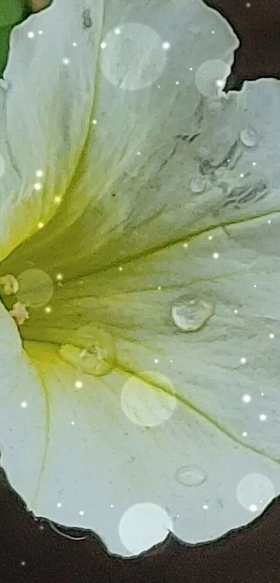 Close-up of a white flower with fresh water droplets.