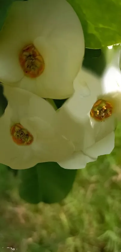 White flowers with green leaves mobile wallpaper.