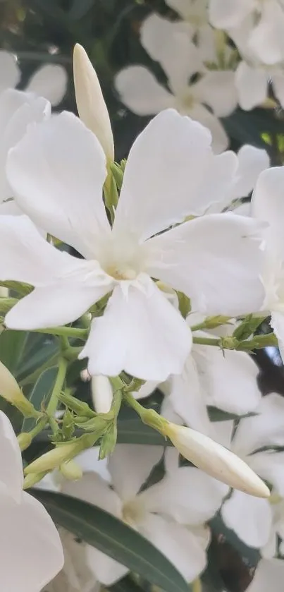 Mobile wallpaper of elegant white flowers in full bloom.