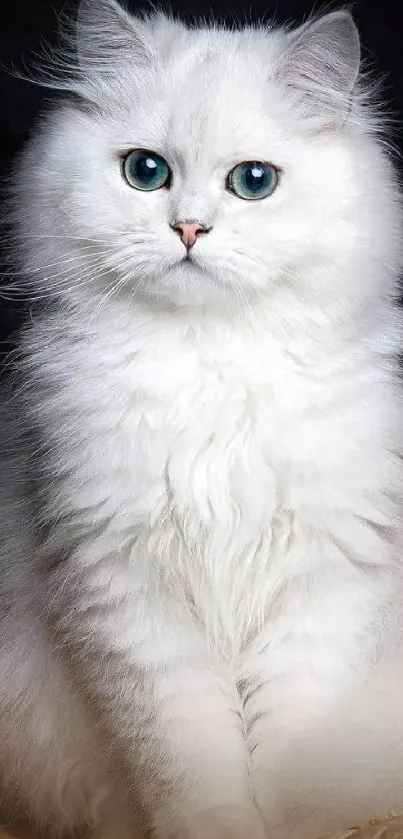 Fluffy white cat with blue eyes sitting.