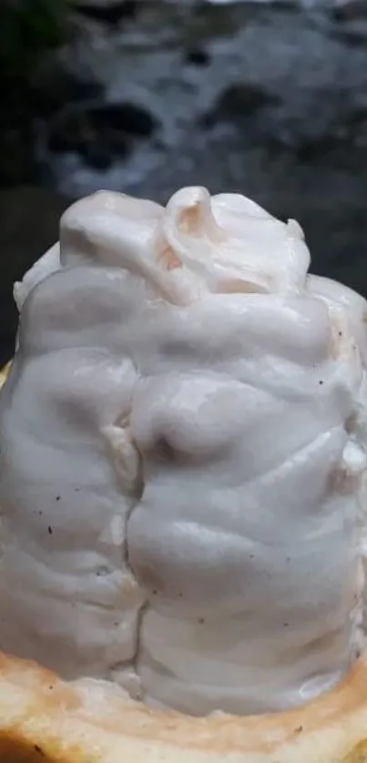 Close-up of a white tropical fruit with intricate textures.