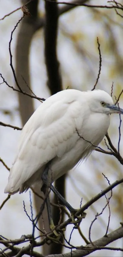 White heron perched on tree branch in nature.