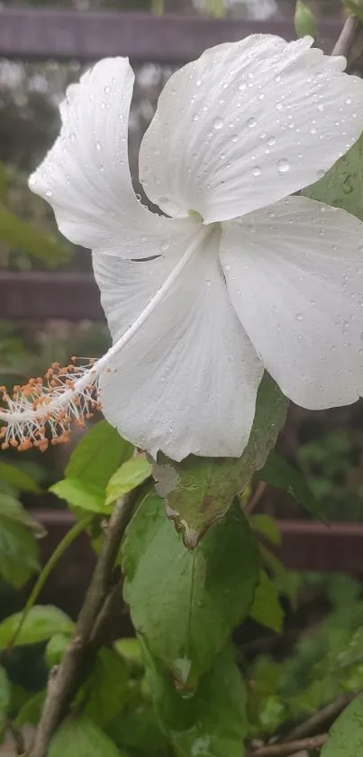 White hibiscus flower with raindrops on green leaves.