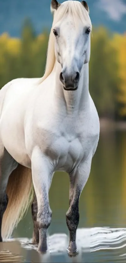 White horse standing by a lake with autumn trees.