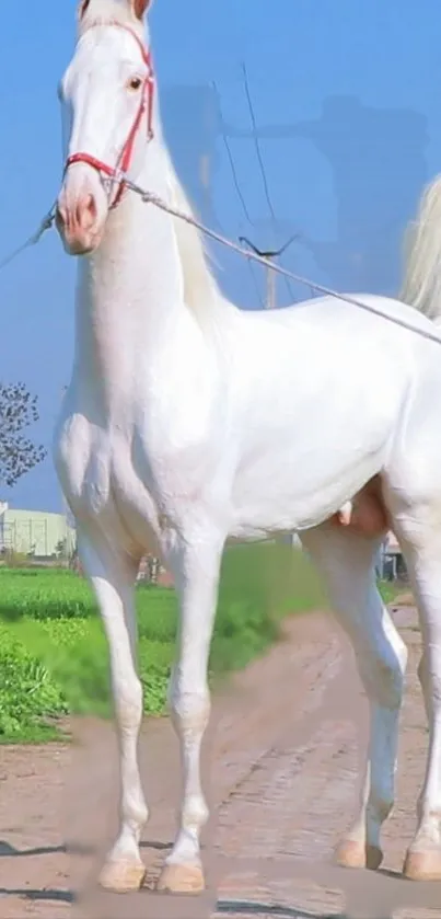 White horse standing on a rural path with a blue sky background.