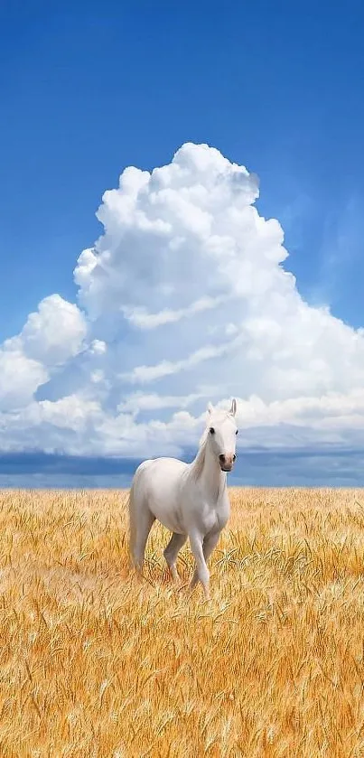 White horse in a golden field under a blue sky with clouds.