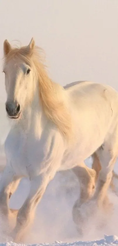 Majestic white horse running in snowy landscape wallpaper.