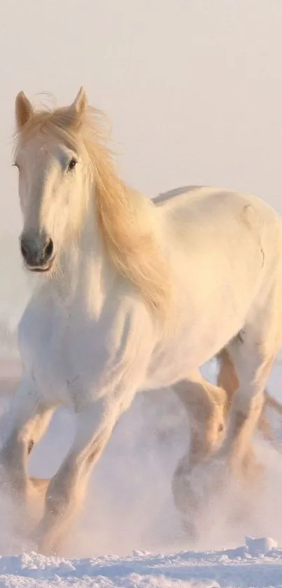 Majestic white horse galloping in snowy landscape.