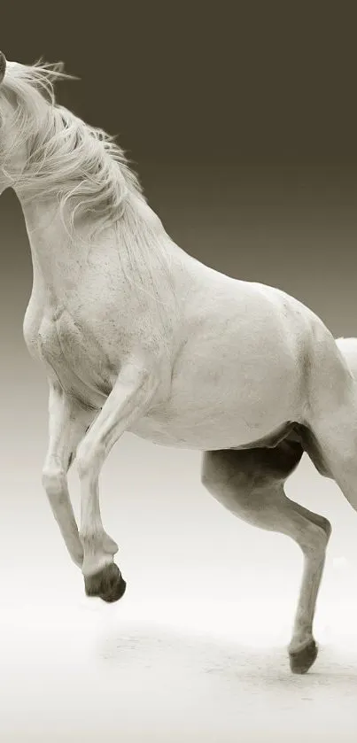 Graceful white horse rearing elegantly on a sepia gradient background.