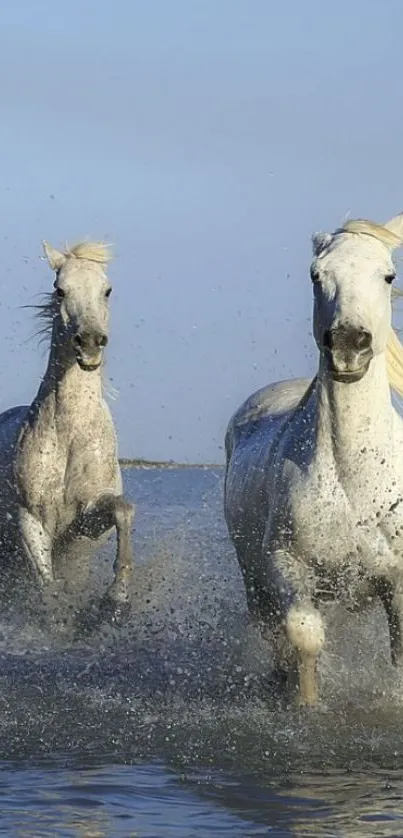 Two white horses running through ocean waves, creating a splash.