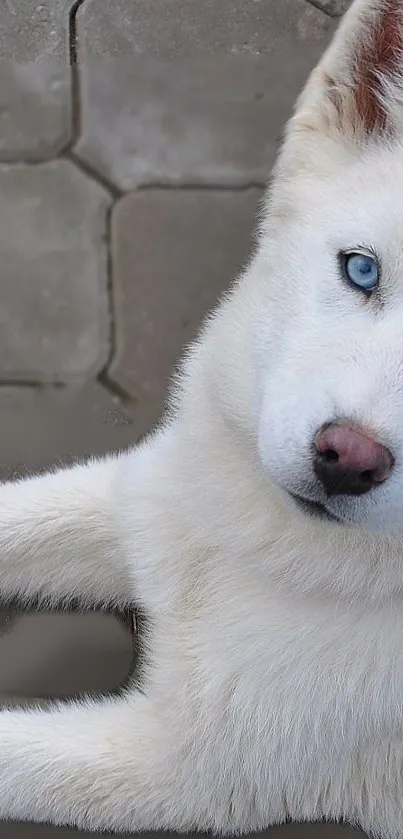 White husky with blue eyes on a stone pavement.