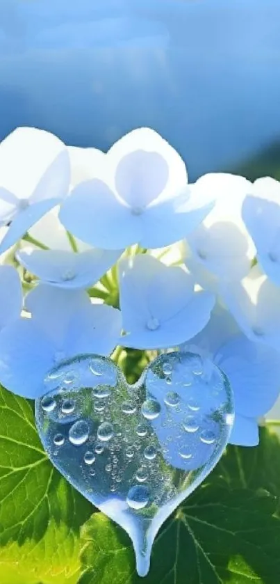 White hydrangea with heart-shaped droplet and blue sky.