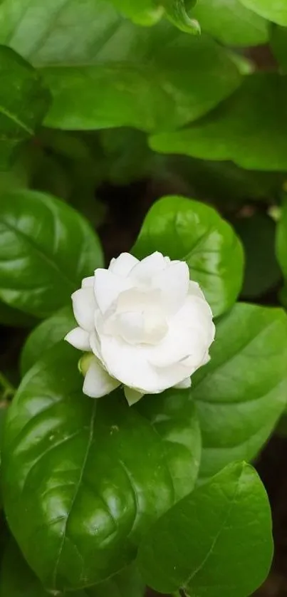 White jasmine surrounded by green leaves.