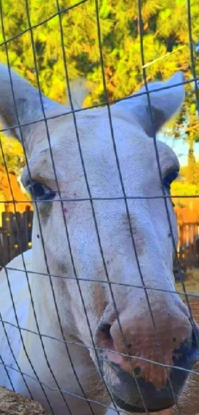 White kangaroo behind a wire fence outdoors.