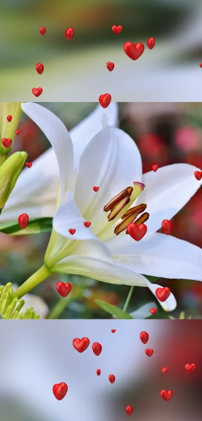 White lily surrounded by red hearts in a garden setting.