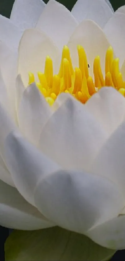 Elegant white lotus flower close-up with yellow center.