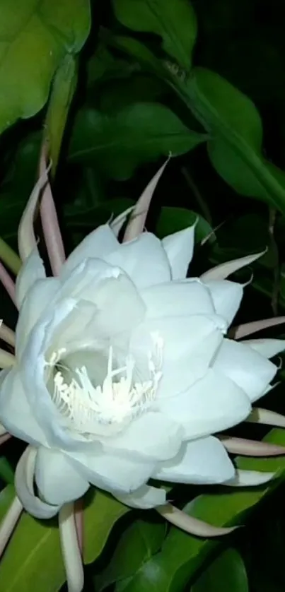 White flower blooming at night among green leaves.