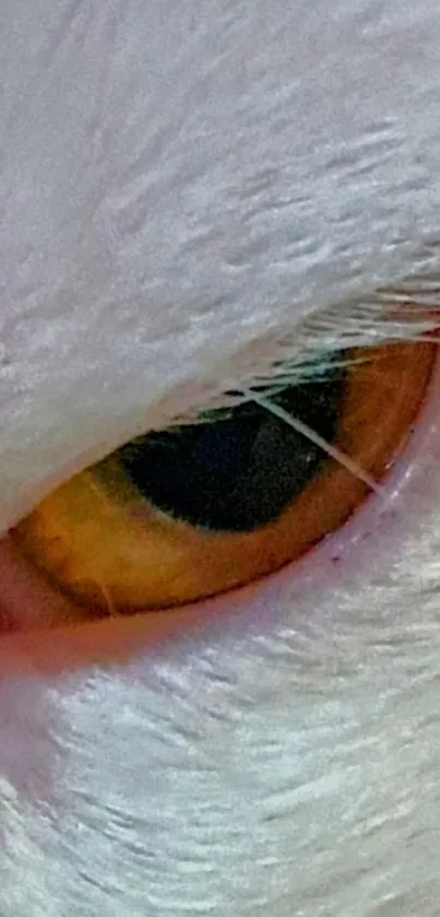 Close-up of a white owl's eye displaying intricate feather details.