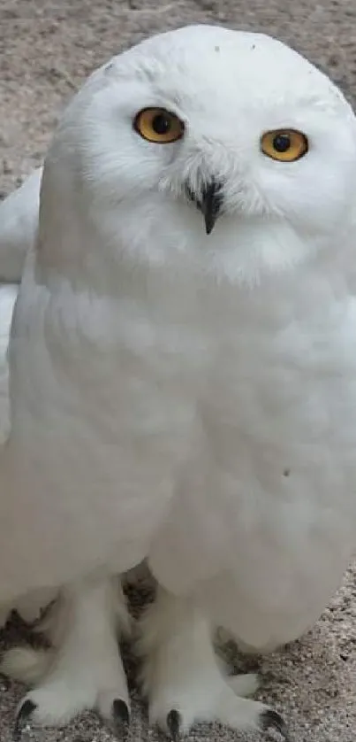 White owl perched on sandy ground with bright eyes.