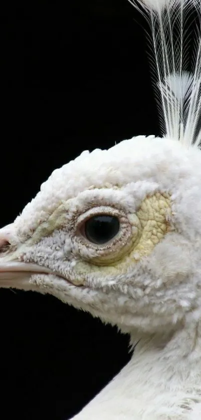 Close-up of a white peacock with detailed feathers in profile view.