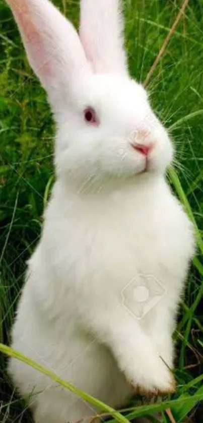 White rabbit standing in green grass.