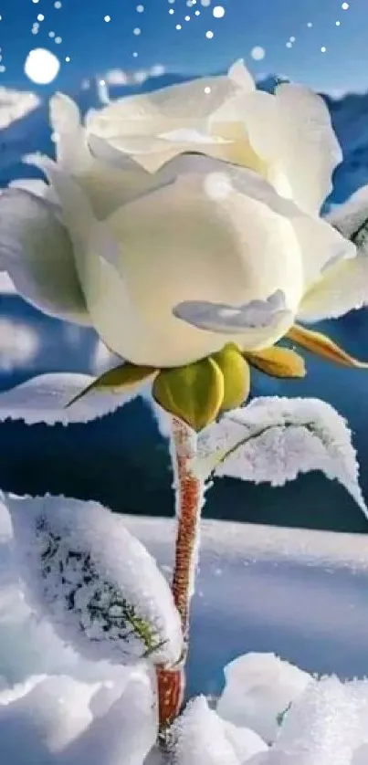 White rose blooming in snowy mountain landscape.