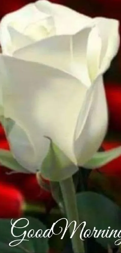 White rose with red roses background and 'Good Morning' text.