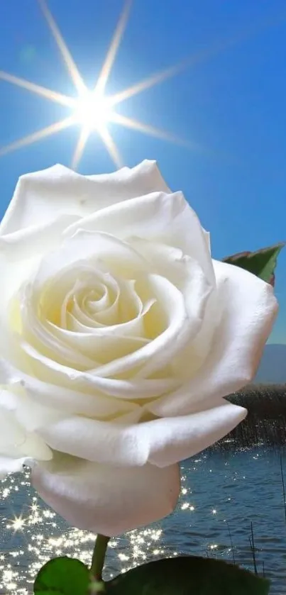 A white rose under a bright sunlit blue sky near water.