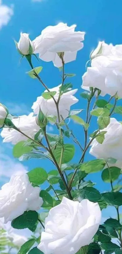 White roses bloom against a blue sky.