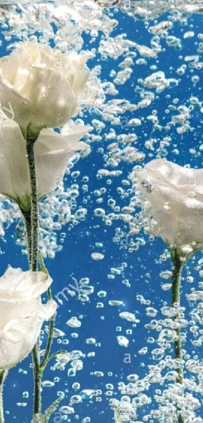 White roses submerged underwater with bubbles, creating a serene wallpaper atmosphere.