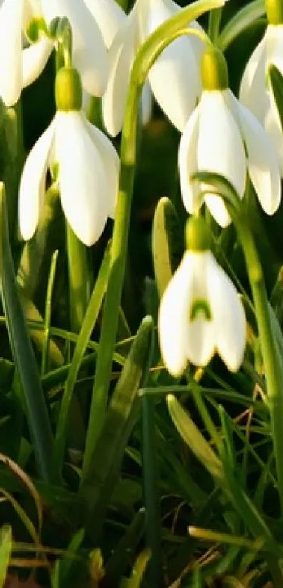 White snowdrops blooming amidst lush green grass with sunlight.